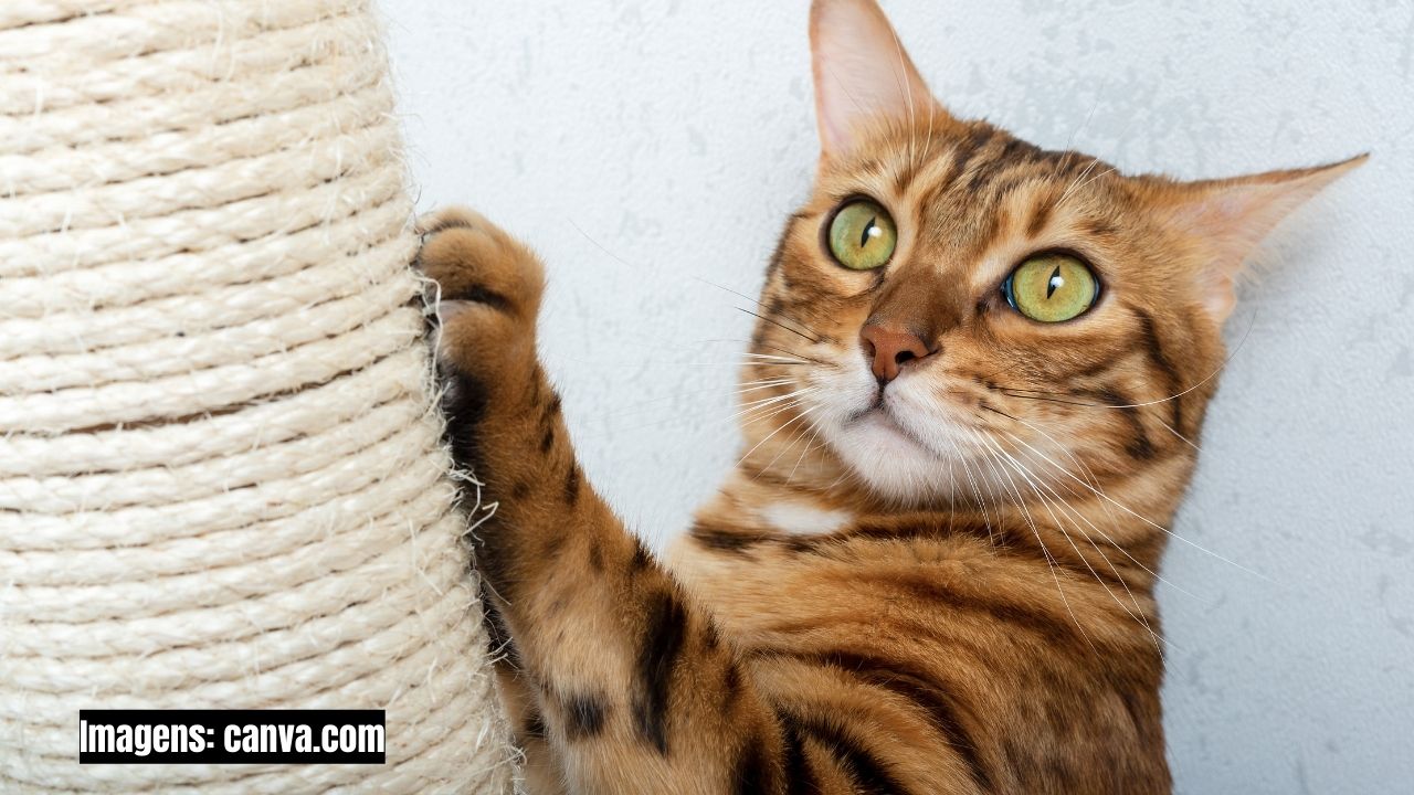 Afiação das unhas é um comportamento natural dos gatos e desempenha um papel importante para a saúde das garras.