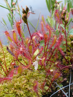 Flore des tourbières 