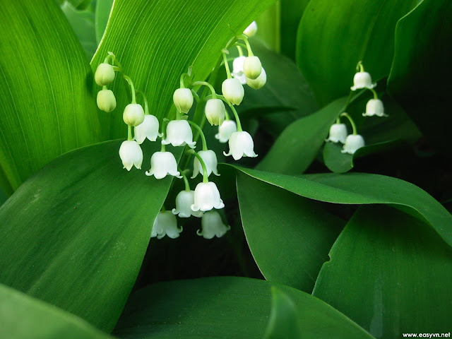 White Flower Wallpapers 