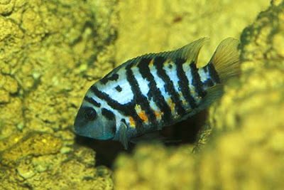 Convict cichlid