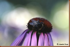 Echinacea in de avond