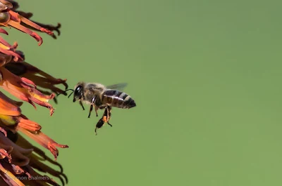 Bee in Flight  Canon 7D Mark II / EF 400 f/5.6L USM Lens @ ISO 800