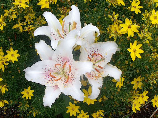 White Flowers