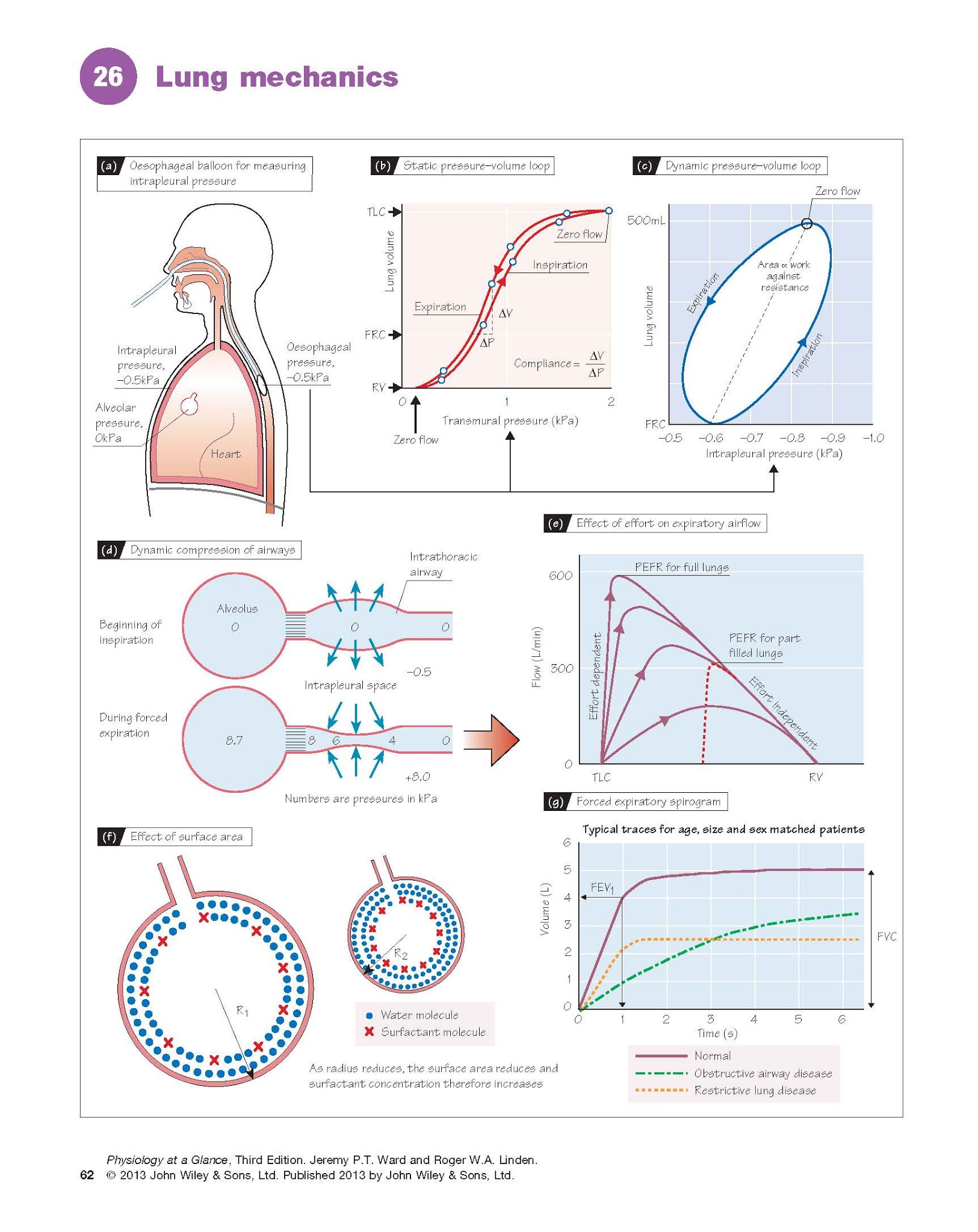 LUNG MECHANICS