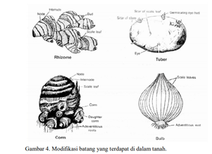 modifiikasi pada batang