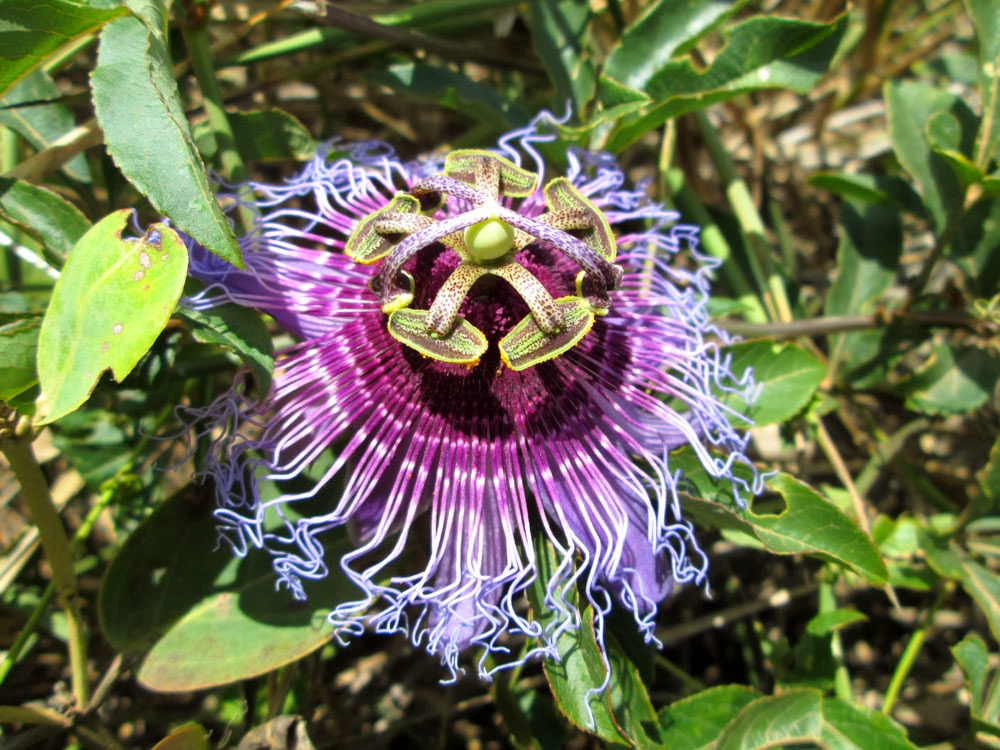 Fotos De Flores Raras Do Mundo - Flores Raras Natureza De Deus Facebook