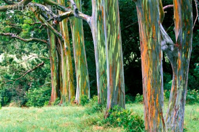 Pohon Eukaliptus Pelangi