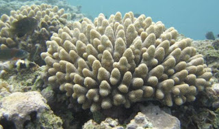 Acropora sp.