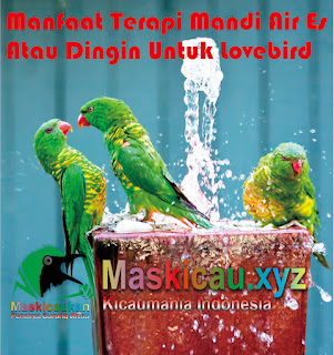 Manfaat Terapi Mandi Air Es Atau Dingin Untuk Lovebird