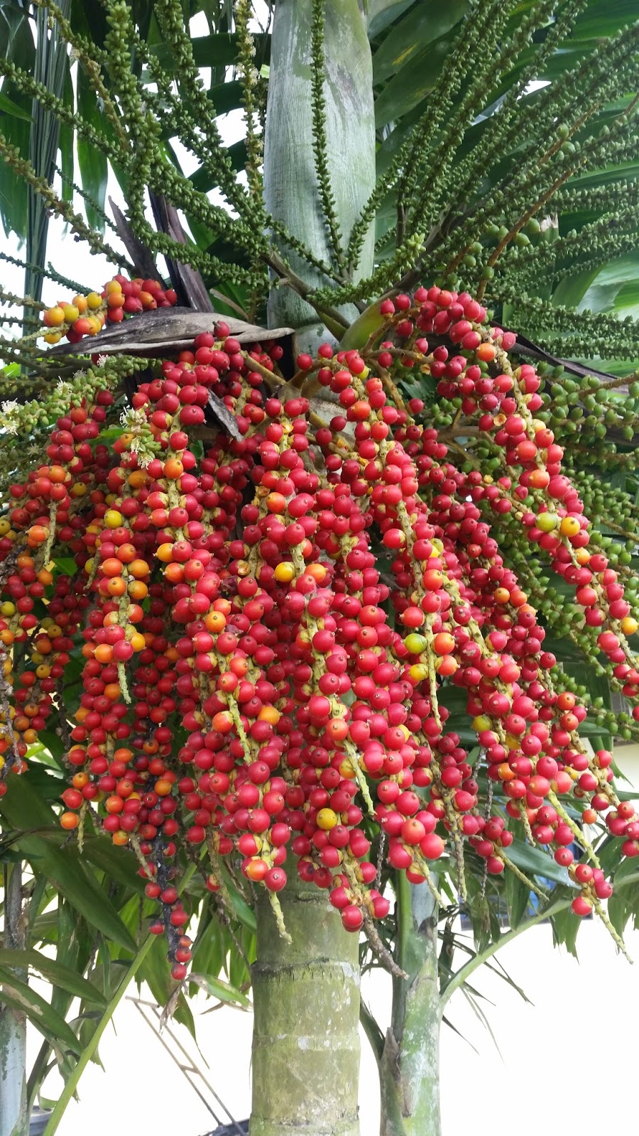 Warisan Petani Pokok Palma Hiasan