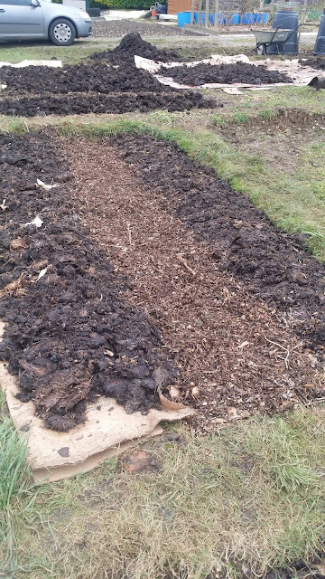 no dig beds, no dig allotment, organic allotment, organic no dig beds, no dig vegetables