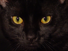 Yellow Eyes Black Cat Wallpaper