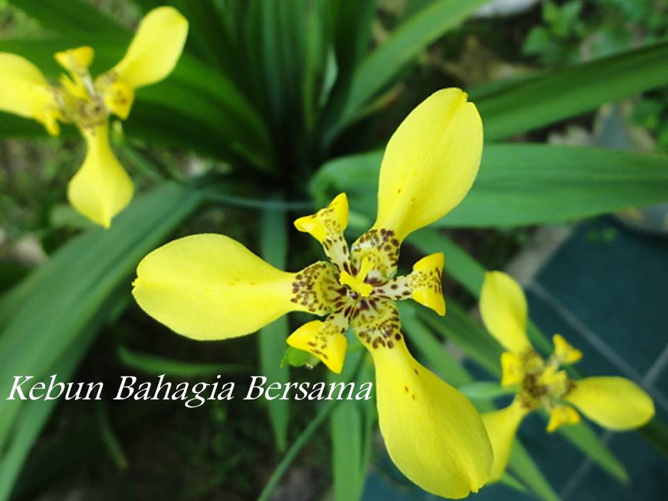Kebun Bahagia Bersama: Bunga Warna Kuning