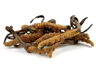 Cordyceps sinensis can treat problems of the lungs.