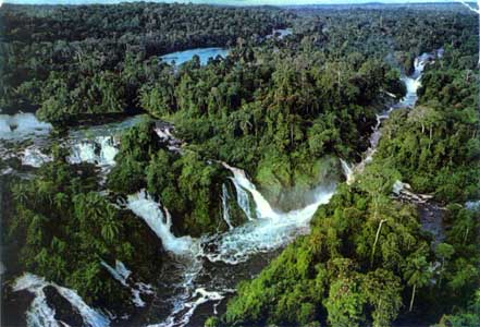 images of rainforest plants