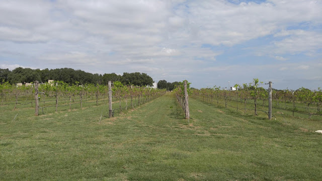 Photo of grape vines at the Solaro Estate Austin Winery