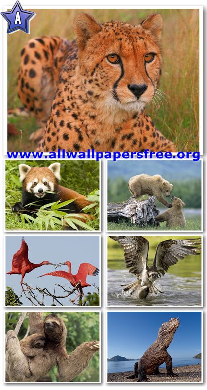 60 Amazing Animals Wallpapers 1280 X 1024 [Set 20]