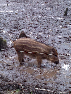 Boar at New Forest Wildlife Park