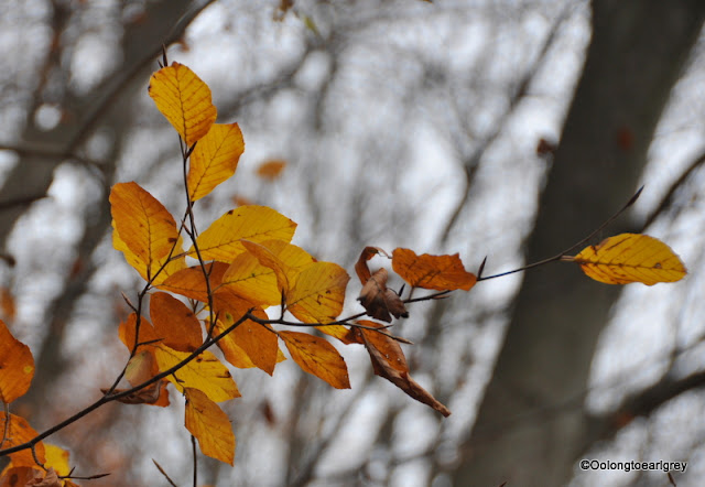 Autumn in the forest, Frankfurt, Germany