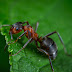 Fascinating Ant Facts 