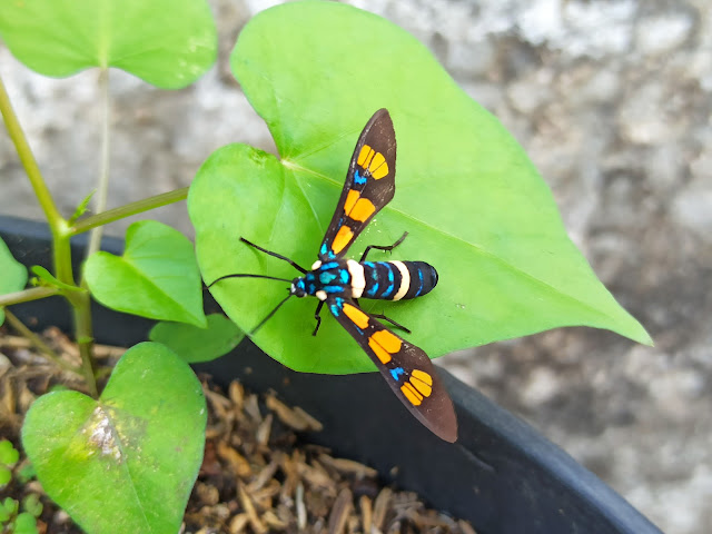 Euchromia horsfieldi, Ngengat Yang Warna-Warni