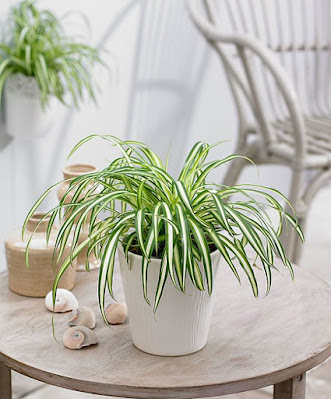 spider plant