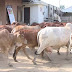 गौशाला संचालन में भुगतान में शासन के स्पष्ट आदेश न होने से प्रधान और सचिव परेशान