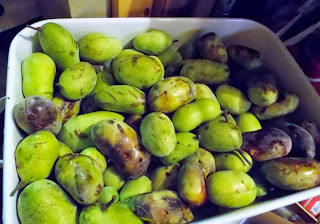 Canning PawPaw Fruit