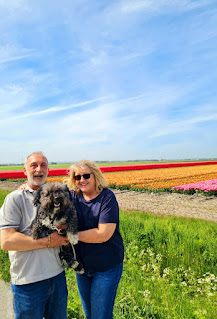 Tulpenfeld bei Lemmer