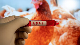 Navigating the Pandemic: The Rising Threat of Avian Influenza