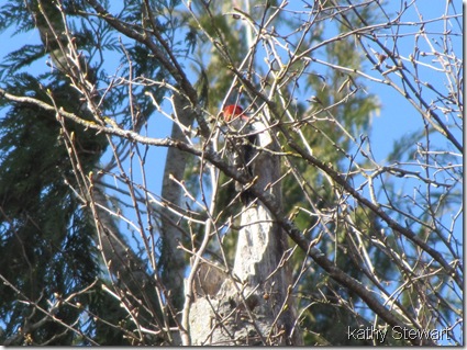 Red-breasted Sapsucker