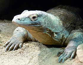 Komodo Dragon at Zoo Atlanta