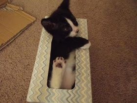 kitten in tissue box, funny cats, cat photos, cat pictures