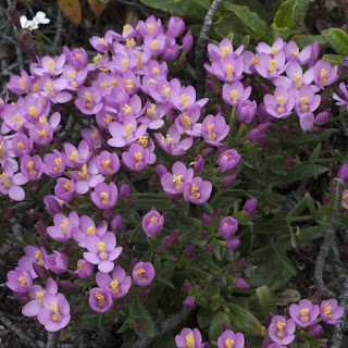 Duizendguldenkruid, Centaurium erythraea, koortskruid, bitter kruid, centaury