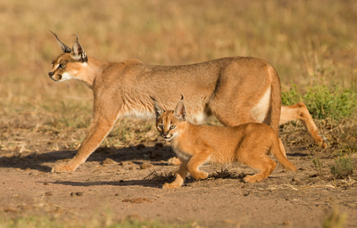 CARACAL - Um felino que, embora seja um animal selvagem, pode ser criado como animal doméstico, em alguns países. E, como predador que é, ele pode ainda ser treinado a caça.