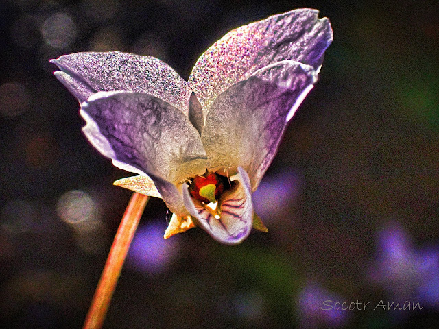 Viola tokubuchiana