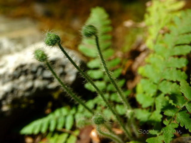 Matteuccia struthiopteris