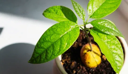 Learn How to Plant Avocado from the Seed and Have a Fruit Tree in Your Backyard