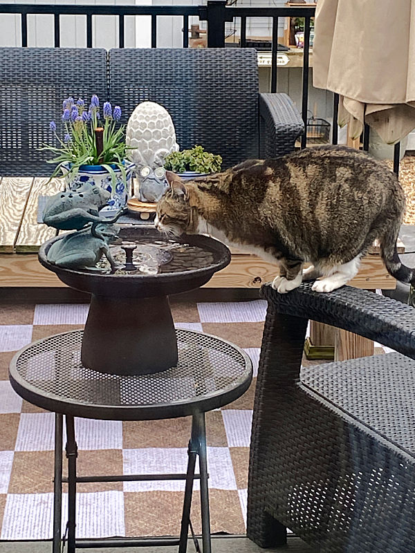 cat drinking out of fountain
