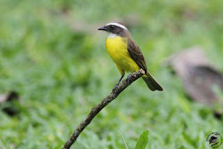 benteveo sociabel Myiozetetes similis aves de Argentina