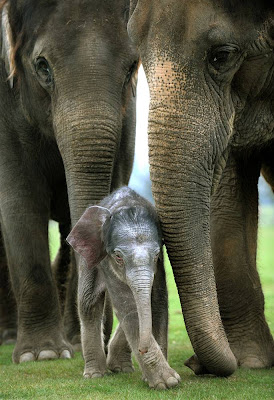 Beautiful photos of babies Animals with Moms