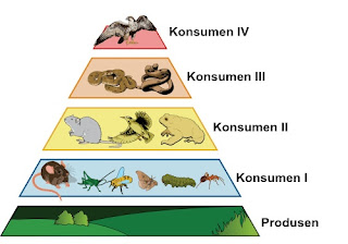Aliran Energi di Ekosistem, Rantai Makanan, Jaring, Piramida, Jenis, Contoh, Gambar, Dinamika Populasi & Soal