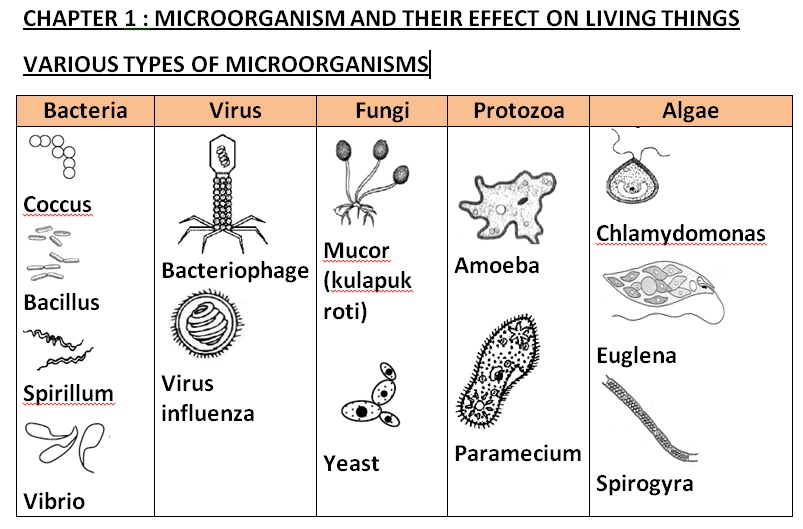 All About Science Cikgu Diana: Chapter 1 : Microorganism 