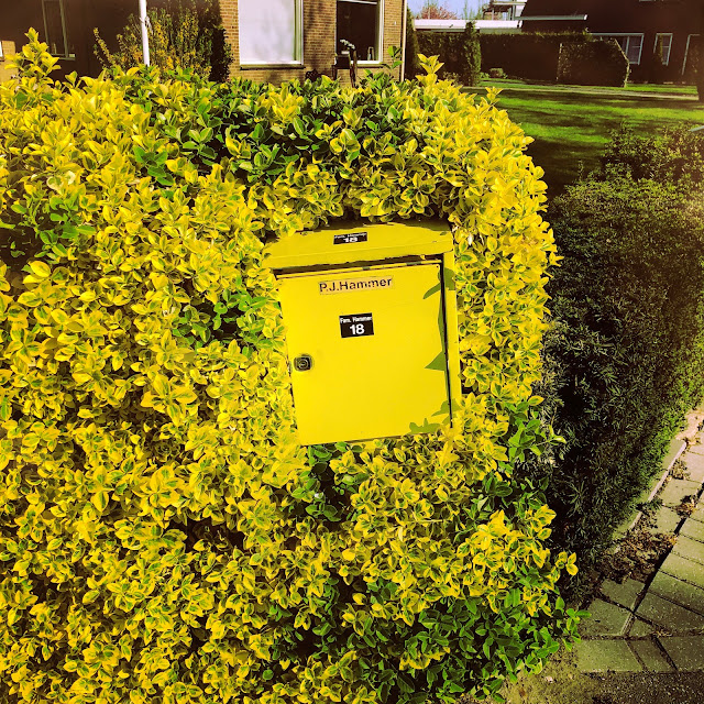 Gele brievenbus in gele struik