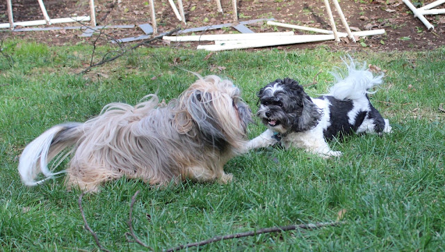 Fluffy dogs playing in backyard