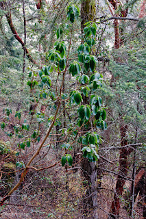 Pacific Madrona (Arbutus menziesii)