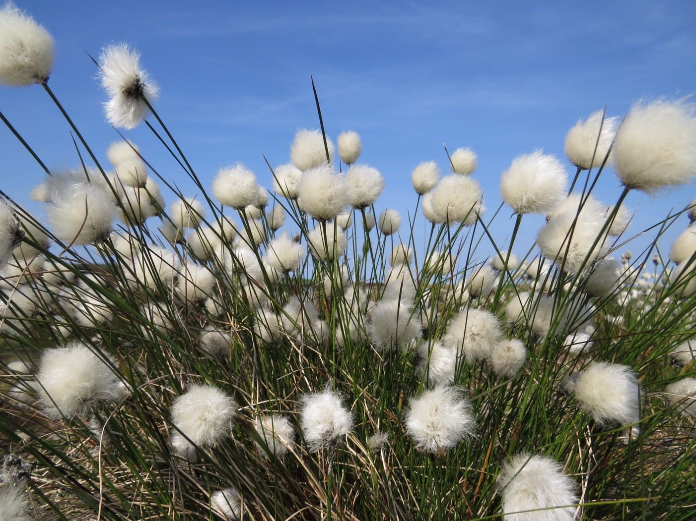 BloggerImage