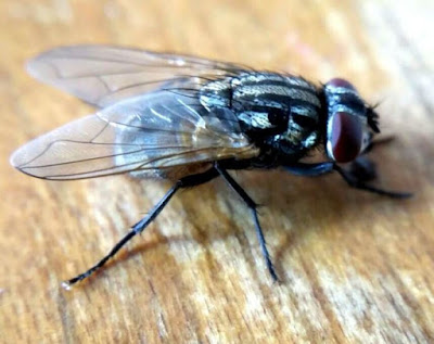 how to get rid of flies मक्खियों को कैसे भगाये । मक्खियों से छुटकारा पाने के उपाय