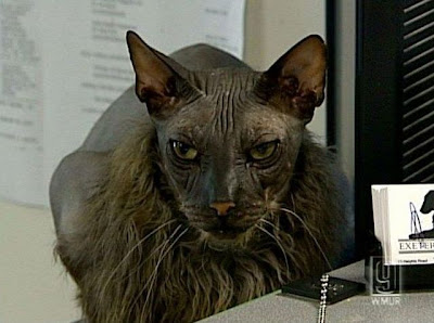 The Ugliest Cat In The World Seen On www.coolpicturegallery.net