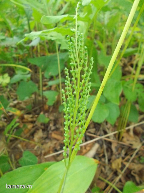 Оноклея чувствительная (Onoclea sensibilis)